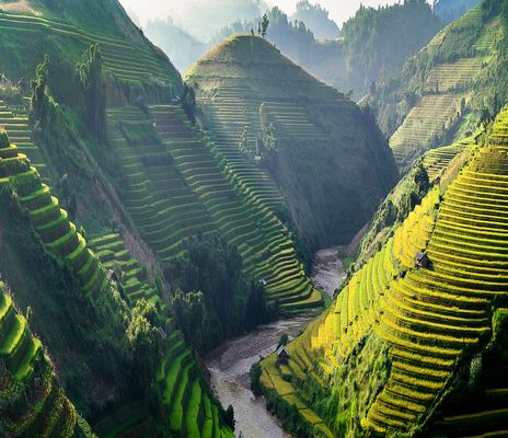 Blick auf Reisfelder in Vietnam