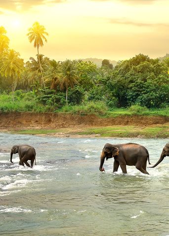 Elefantenherde marschiert durch einen Fluss in Sri Lanka umgeben von grüner Natur in einem Sonnenuntergang