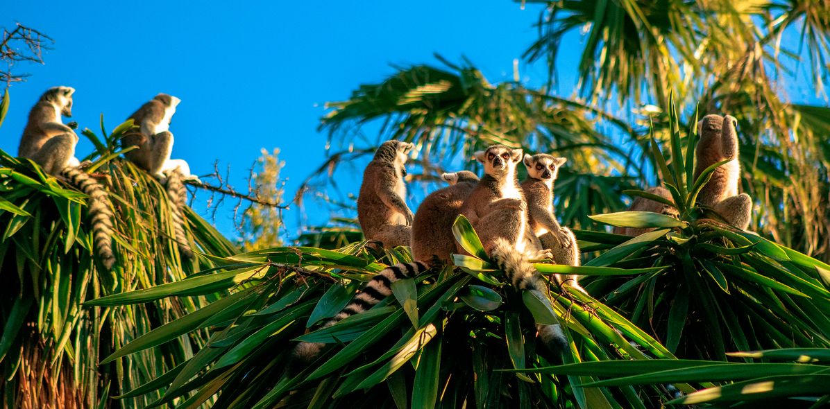 Lemuren im Dschungel von Madagaskar