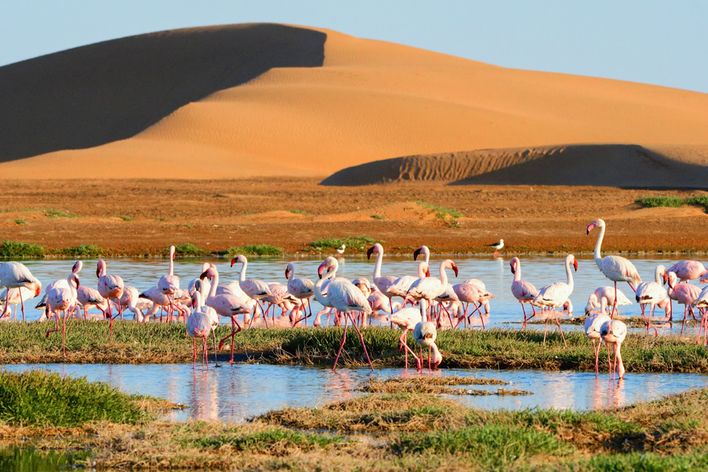 Flamingos in der Lagune von Walvis Bay vor den Sanddünen der Namib-Wüste