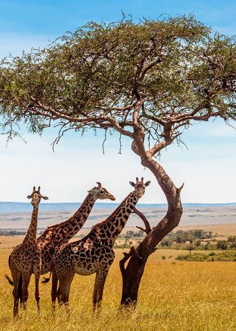 Giraffen bei einer Safari in Kenia