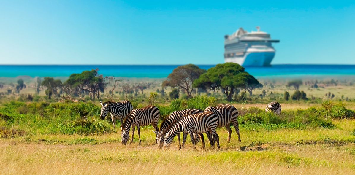 Zebras und Kreuzfahrtschiff