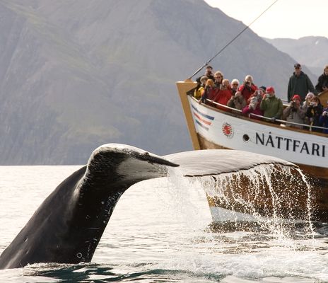 Boot beobachtet Wal in Grönland