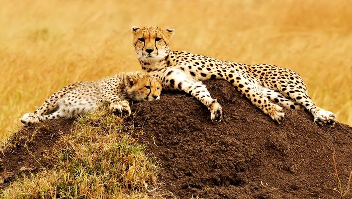Leoparden in Kenia