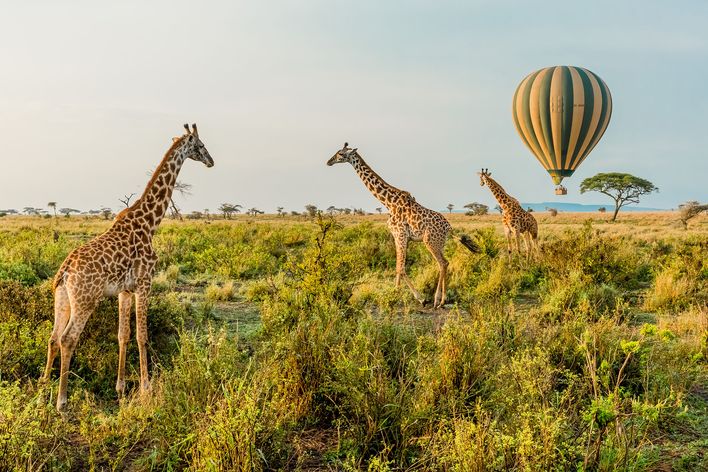 Giraffen und Heißluftballon im Serengeti Nationalpark