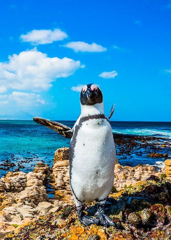 Pinguin in Südafrika