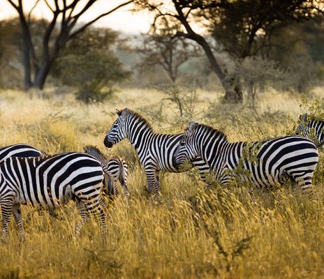 Zebraherde bewegt sich durch goldene Savanne mit vereinzelten Bäumen in Tansania