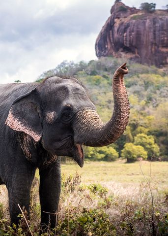 Elefant am Elefantenfelsen