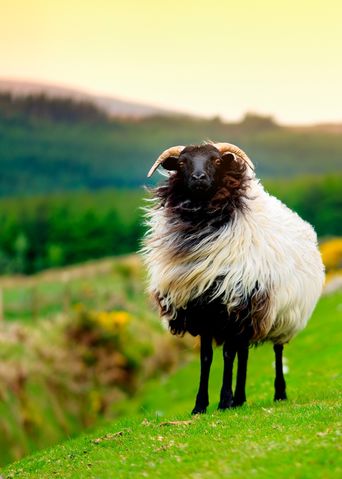 Schaf in freier Natur auf Irland