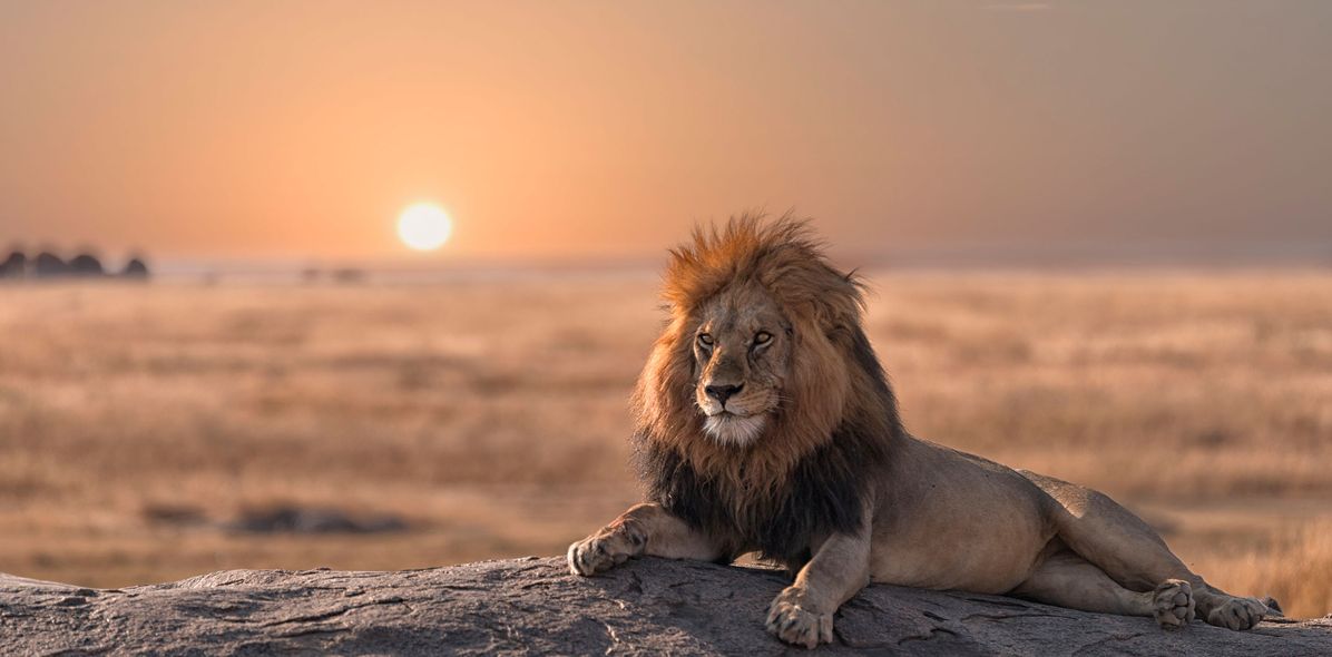 Löwe auf Felsen bei Sonnenuntergang