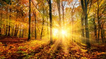 Herbstlicher Wald mit Sonnenstrahlen durch die Bäume