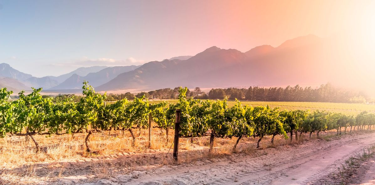 Landschaft in den Winelands in Südafrika