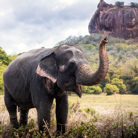Elefant vor Löwenfelsen in Sri Lanka