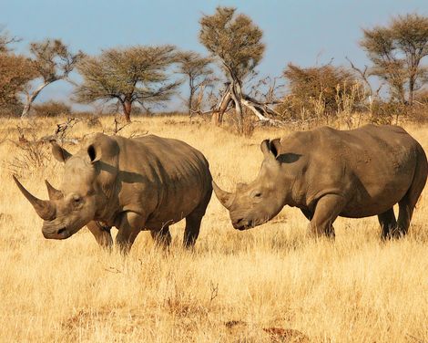 Rundreise ab/an Windhoek inkl. 2 Bussafaris durch den Etosha Nationalpark-0