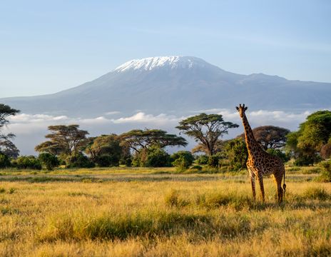 Blick auf den Kilimandscharo mit Giraffe im Amboseli-Nationalpark, Kenia
