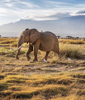 Elefant vor dem schneebedeckten Kilimandscharo im Amboseli-Nationalpark, Kenia