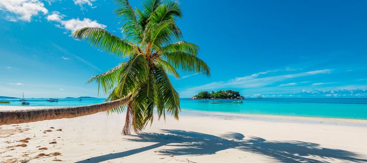Palme am Strand von Kuba