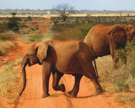 Zwischen wilden Tieren und weißen Stränden-3