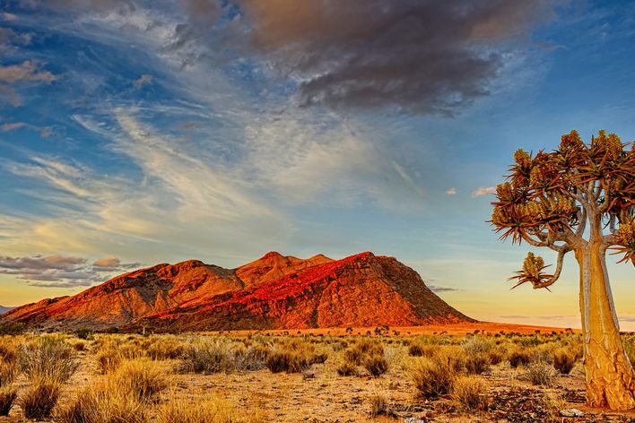 Rote Berglandschaft mit Köcherbaum in der Kalahari-Wüste Namibias bei Abendlicht