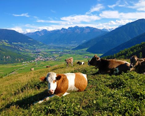 Panoramawandern im Vinschgau