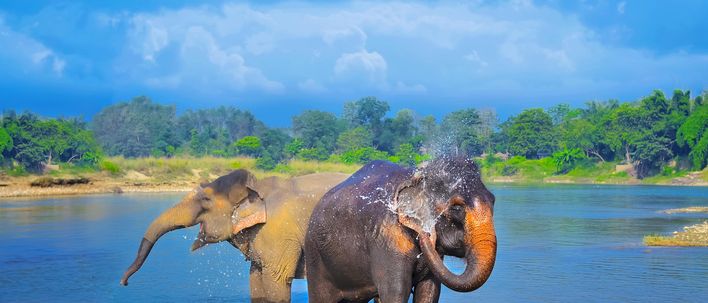 Elefanten im nepalesischen Chitwan-Nationalpark im Wasser am Trinken 