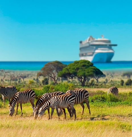 Blick auf Zebras und Kreuzfahrtschiff