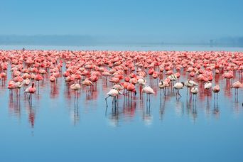 Flamingos am Lake Nakuru in Kenia