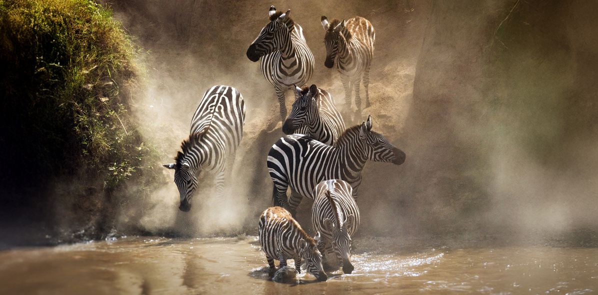 Zebras am Wasserloch