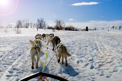 Schlittenhunde im Schnee in Norwegen