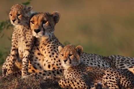 Geparden-Familie im Masai Mara Nationalpark in Kenia