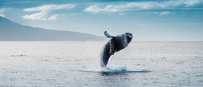 Ein Buckelwal springt vor einer bergigen Küste kraftvoll aus dem Meer und lässt Wasser aufspritzen.