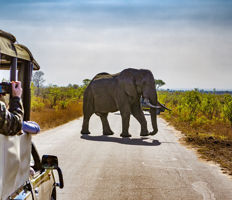 Elefant, der über die Straße läuft von einem Safari-Jeep beobachtet