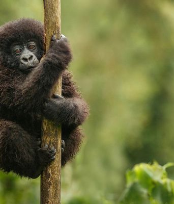 babygorilla