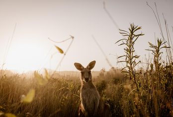 Australien, Neuseeland & Tasmanien