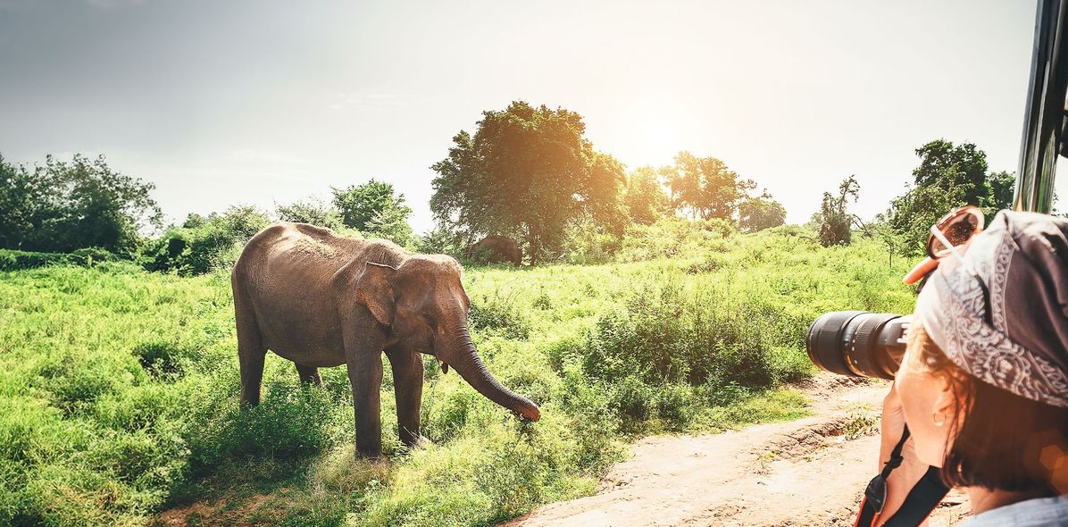 Touristin fotografiert Elefanten auf einer Safari