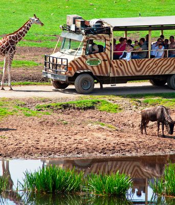 Bussafari im Serengeti Park