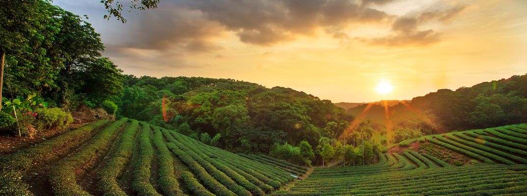 Sonnenuntergang über den leuchtend grünen Teeplantagen von Nuwara Eliya, Sri Lanka