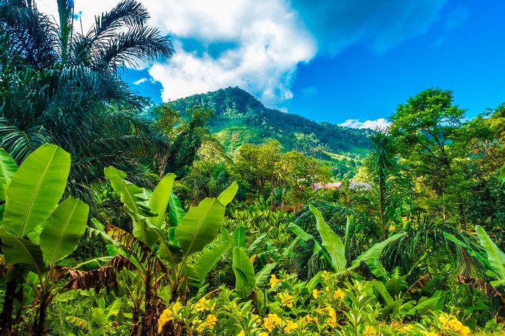 Ranomafana Nationalpark in Madagaskar