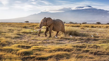 Elefant vor dem schneebedeckten Kilimandscharo im Amboseli-Nationalpark, Kenia