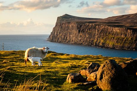 Rauhe Küstenlandschaft auf der Isle of Skye mit steilen Klippen und Schafen