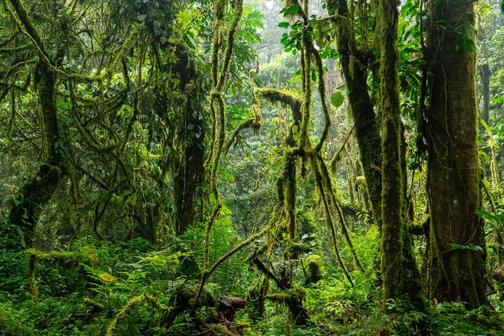 Bwindi Impenetrable Nationalpark in Uganda