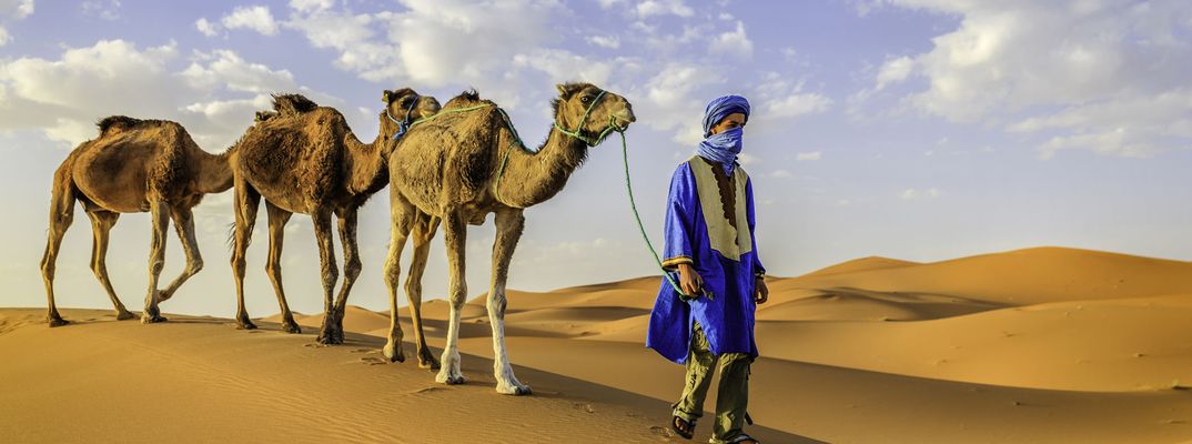 Eine Gruppe Kamele in der Wüste