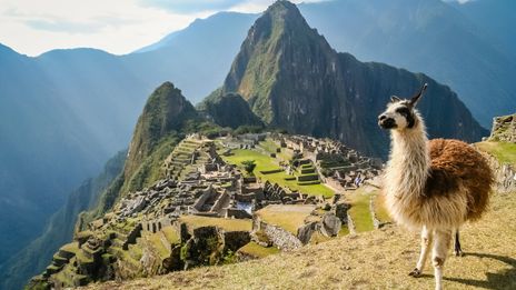 Blick auf Machu Picchu mit Lama