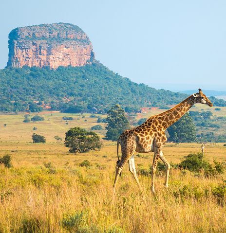 Eine Giraffe durchquert die offene Savanne Südafrikas vor einem markanten Bergmassiv des Tafelbergs unter blauem Himmel