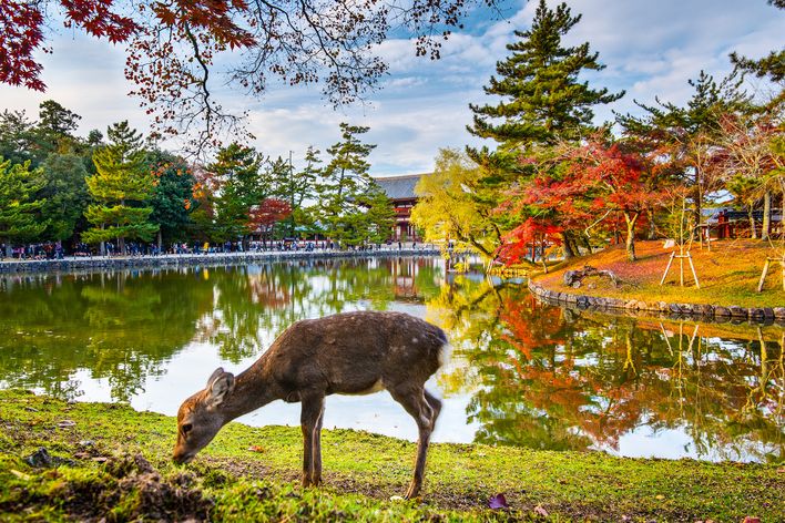 Nara Park in Japan