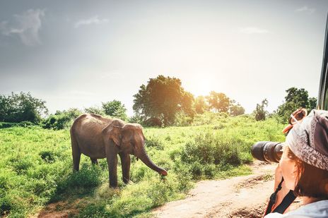 Frau fotografiert einen Elefanten