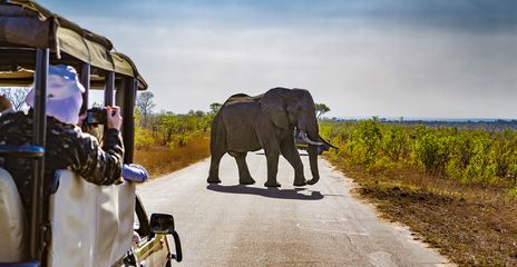 Elefant, der über die Straße läuft von einem Safari-Jeep beobachtet