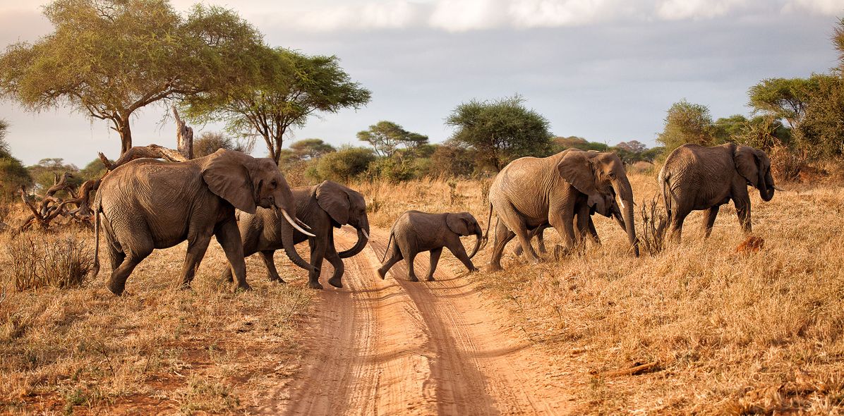 Elefanten im Tarangire Nationalpark