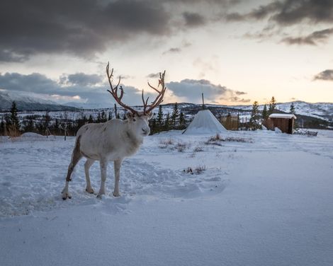 Dem Nordlicht entgegen auf Pfaden aus Schnee und Stille-3