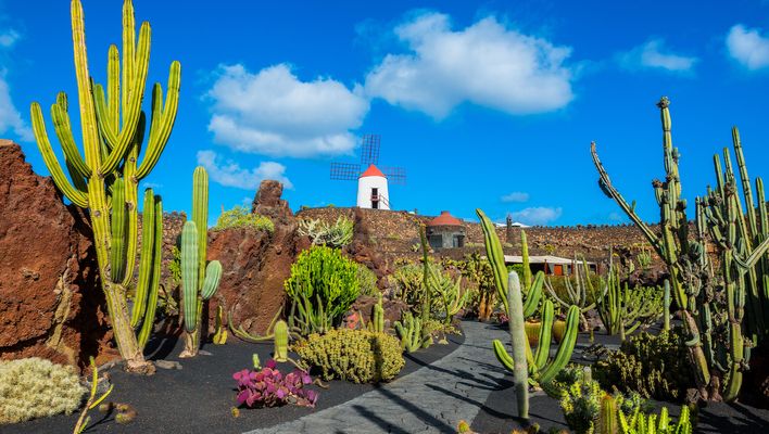 Kaktusgarten mit Kakteen und Windmühle auf der Insel Lanzarote